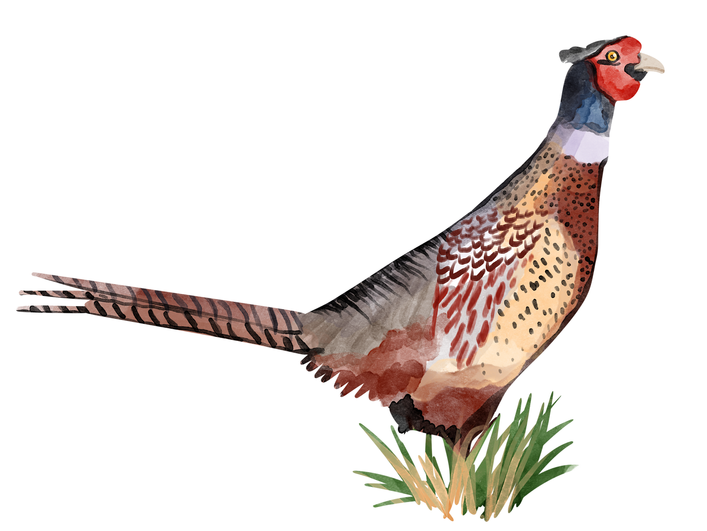 Down South Pheasant