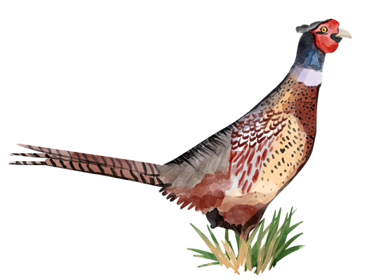 Down South Pheasant